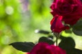 Three red roses blossom in the garden, a rose in the bud, beautiful scarlet flowers in the sunlight Royalty Free Stock Photo
