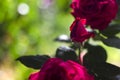 Three red roses blossom in the garden, a rose in the bud, beautiful scarlet flowers in the sunlight Royalty Free Stock Photo