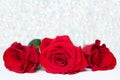 Three Red Roses with boke Background. copy space - Valentines and 8 March Mother Women's Day concept