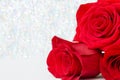 Three Red Roses with boke Background. copy space - Valentines and 8 March Mother Women& x27;s Day concept Royalty Free Stock Photo