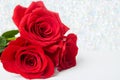 Three Red Roses with boke Background. copy space - Valentines and 8 March Mother Women& x27;s Day concept Royalty Free Stock Photo