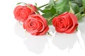 Three red roses boquet Royalty Free Stock Photo