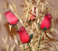 Red roses and dry oat stalks creating a romantic bouquet Royalty Free Stock Photo