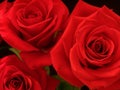 Three Red Roses