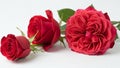 Three Red Roses in Full Bloom on White Background Royalty Free Stock Photo