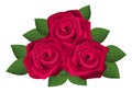 Three red roses isolated on a white background. Royalty Free Stock Photo