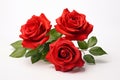 Three red roses isolated on white background. Close-up image Royalty Free Stock Photo