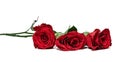 Three red roses lying on a white background. the focus on the near rose Royalty Free Stock Photo