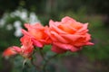 Three red roses Royalty Free Stock Photo