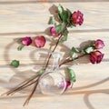 Three red roses, scattered flower petals, green leaves, glass round vase on wooden background top view closeup, floral arrangement Royalty Free Stock Photo