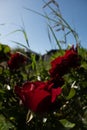 Three red roses shot at low angle. Cottage garden setting.