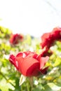 Three red roses shot at low angle. High key image.