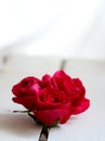 Three red roses on a vintage wooden crate Royalty Free Stock Photo
