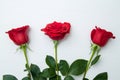 Three red Roses on white wooden background. copy space - Valentines and 8 March Mother Women's Day concept Royalty Free Stock Photo