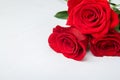 Three Red Roses on white wooden Background. copy space - Valentines and 8 March Mother Women's Day concept Royalty Free Stock Photo