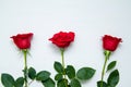 Three Red Roses on white wooden background. copy space - Valentines and 8 March Mother Women Day concept Royalty Free Stock Photo