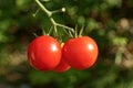 Three red round ripe tomatoes hang on a branch Royalty Free Stock Photo