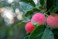 three red small apples in drops of water shallow depth of field Royalty Free Stock Photo