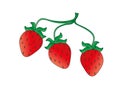 Three strawberries on a branch, vector illustration Royalty Free Stock Photo