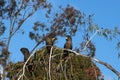 Three red-tailed black cockatoo sitting on an eucalyptus branch
