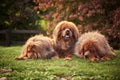 Three red Tibetan mastiffs lie on the grass in the forest.