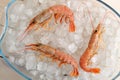 Three red tiger shrimp on ice Royalty Free Stock Photo