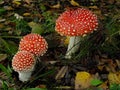 three red toadstools  big and small  against the background of dry leaves in the forest and spruce. Toadstool amanita muscaria in Royalty Free Stock Photo