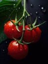 Three red tomatoes on black background, with water droplets on leaves and stems. One of tomatoes is positioned in Royalty Free Stock Photo