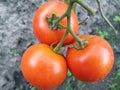 Three red tomatoes on a branch, blurred bare soil in the background. Royalty Free Stock Photo