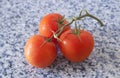 Three red tomatoes on a branch Royalty Free Stock Photo