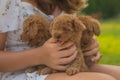 three red toy poodles are sitting in the arms of a girl in the garden Royalty Free Stock Photo