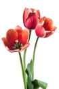 Three red tulip flowers isolated on white background Royalty Free Stock Photo