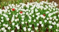 Three red tulip in a sea of white tulips Royalty Free Stock Photo