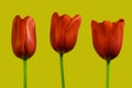 Three red tulips Royalty Free Stock Photo