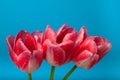 three red tulips on a blue background copyspace