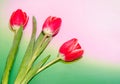 Three red tulips flowers, green to pink degradee background, close up. Royalty Free Stock Photo