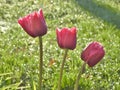 Three red tulips with grass in the background Royalty Free Stock Photo