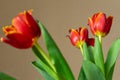 Three red tulips with green stems, one tulip in focus. Flower bouquet Royalty Free Stock Photo