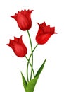 Three red tulips isolated on a white background Royalty Free Stock Photo