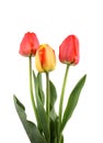 Three red tulips isolated on white background Royalty Free Stock Photo