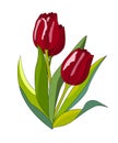 Three red tulips Royalty Free Stock Photo