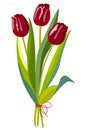 Three red tulips Royalty Free Stock Photo