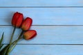 Three red tulips lies on a blue wooden background