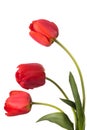 Three red tulips over a white background Royalty Free Stock Photo