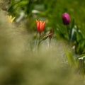 Three red tulips on a soft green background. Red flower of a tulip. A close up of a flower Royalty Free Stock Photo