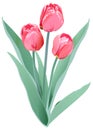 Three red tulips. Tulip flower Royalty Free Stock Photo