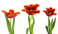 Three red tulips on a white background Royalty Free Stock Photo