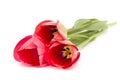 Three red tulips on white background Royalty Free Stock Photo