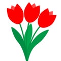 three Red Tulips on white background Royalty Free Stock Photo