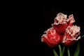 Three red Louvre tulips with white edges on black background Royalty Free Stock Photo